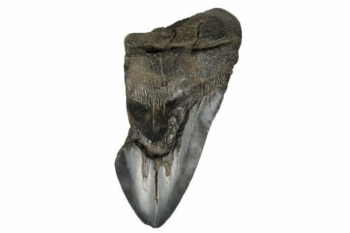 Partial Megalodon Tooth - South Carolina #180881